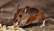 24 Hour & Emergency Exterminators in Homestown, MO